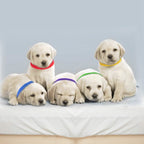 12-Piece: Whelping ID Collars Color Set