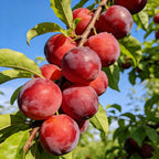 Sweet Plum Growing Kit
