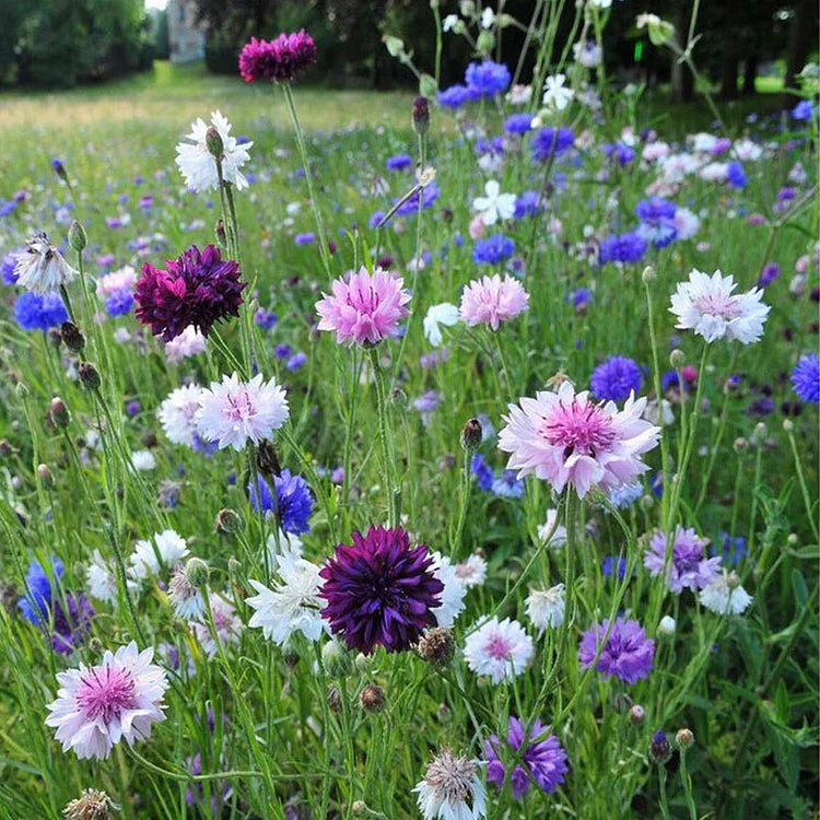 Perennial Mixed Cornflower Seeds