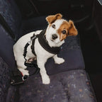 2-Piece: Pet Car Safety Seatbelt