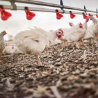 20-Pack: Chicken Waterer Automatic Drinker