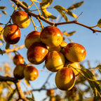 Jujube Fruit Growing Kit – Sweet Red Date Tree Planting