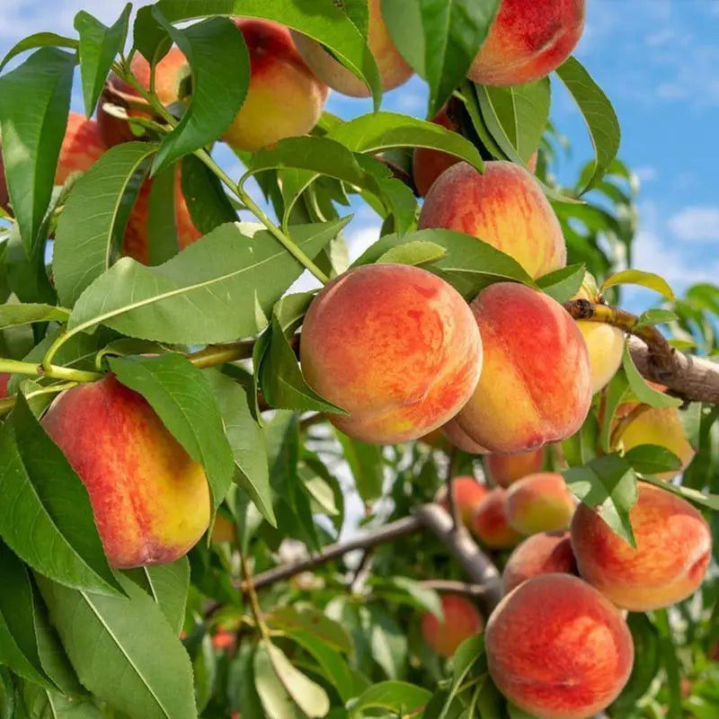 Premium Sweet Juicy Peach Tree Growing Kit