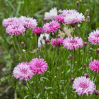 Perennial Mixed Cornflower Seeds