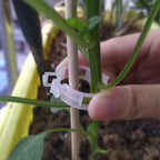 300-Pieces: Garden Plant Support Clips