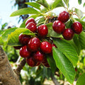 Sweet Cherry Seeds , High Germination Rate, Large-Fruited Variety, Perfect for Gardens & Containers