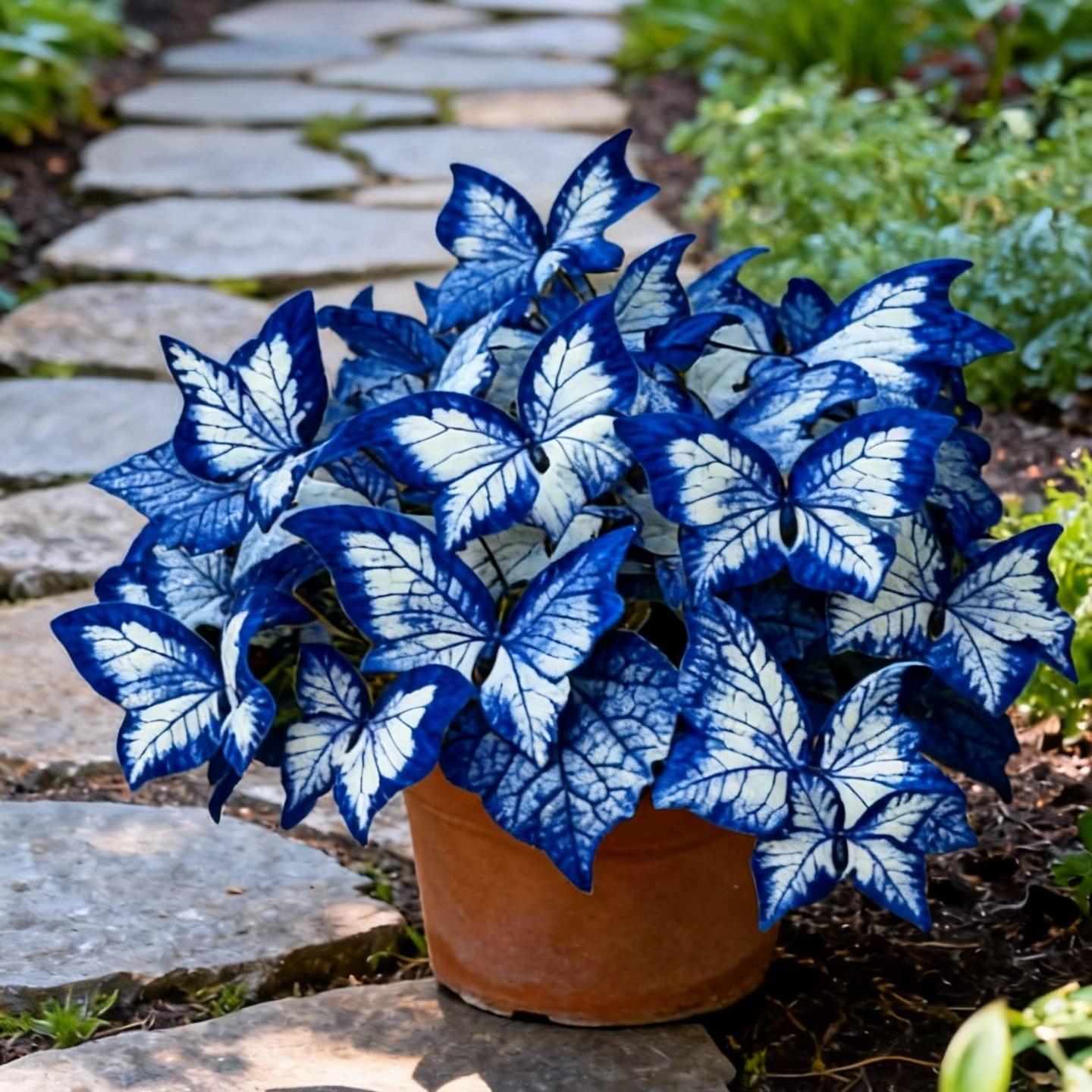 Easy-to-Grow Seeds — Butterfly Blooms for a Living Garden