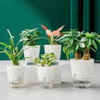 Self Watering Planter