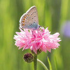 Perennial Mixed Cornflower Seeds