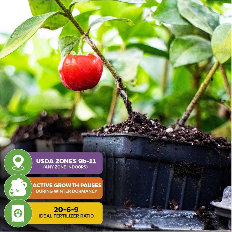 Sweet Cherry Seeds , High Germination Rate, Large-Fruited Variety, Perfect for Gardens & Containers