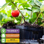 Sweet Cherry Seeds , High Germination Rate, Large-Fruited Variety, Perfect for Gardens & Containers