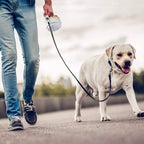 4-in-1 SitStayGo Grab n' Go Pet Dinette and Leash