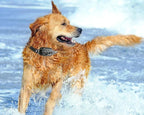 Remote Control Dog Training Collar
