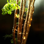 6-Pack: LED String Lights