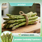 Perennial Asparagus Seeds – Tender Green Garden Vegetable Seeds for Home Planting