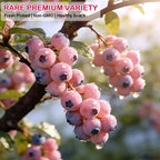 Premium Pink Blueberry Seeds -A Uniquely Delightful Taste