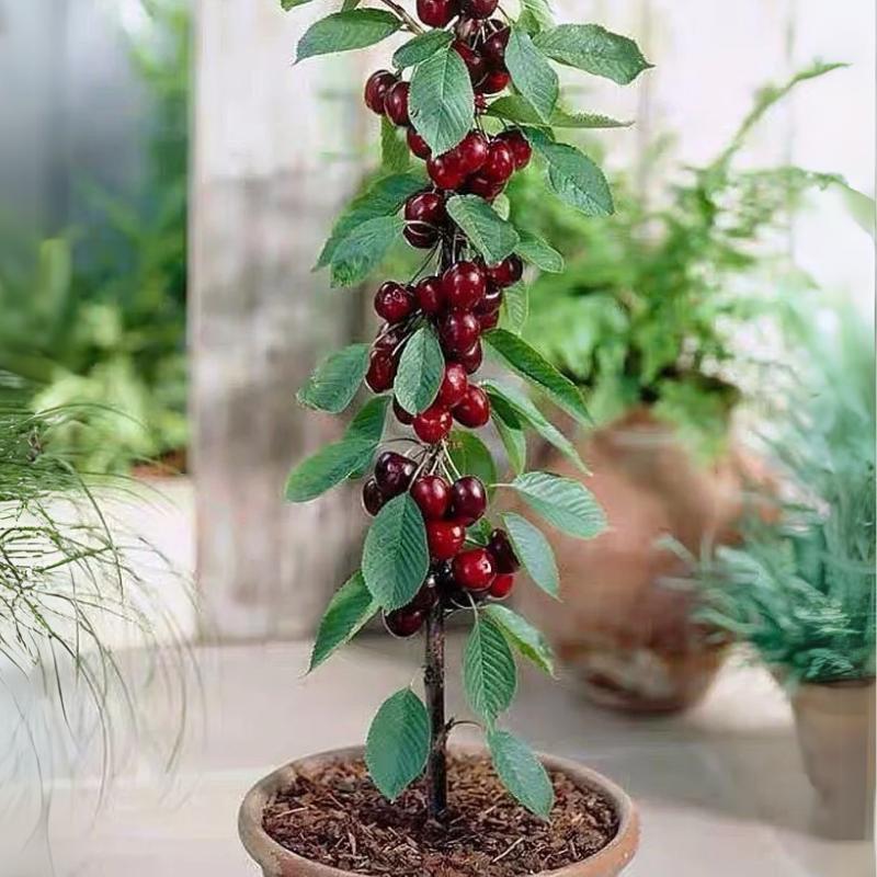 Sweet Cherry Seeds , High Germination Rate, Large-Fruited Variety, Perfect for Gardens & Containers