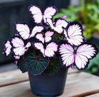 Easy-to-Grow Seeds — Butterfly Blooms for a Living Garden