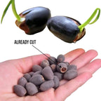 Mixed Color Bonsai Bowl Lotus Seeds - Exotic Water Lily Flower Plant Seeds for Ornamental Pond and Home Planting