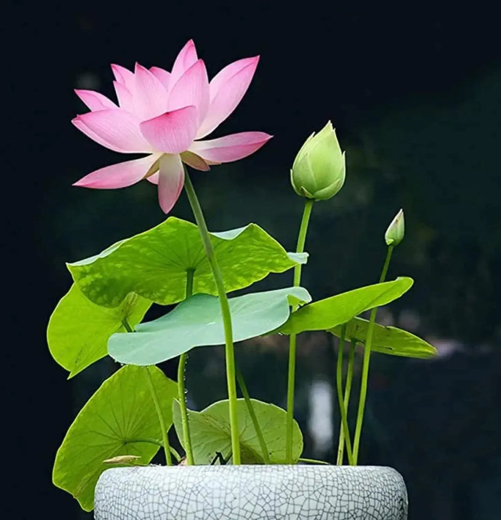 Mixed Color Bonsai Bowl Lotus Seeds - Exotic Water Lily Flower Plant Seeds for Ornamental Pond and Home Planting