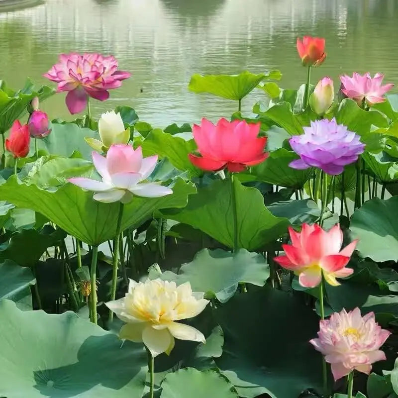Mixed Color Bonsai Bowl Lotus Seeds - Exotic Water Lily Flower Plant Seeds for Ornamental Pond and Home Planting