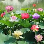 Mixed Color Bonsai Bowl Lotus Seeds - Exotic Water Lily Flower Plant Seeds for Ornamental Pond and Home Planting