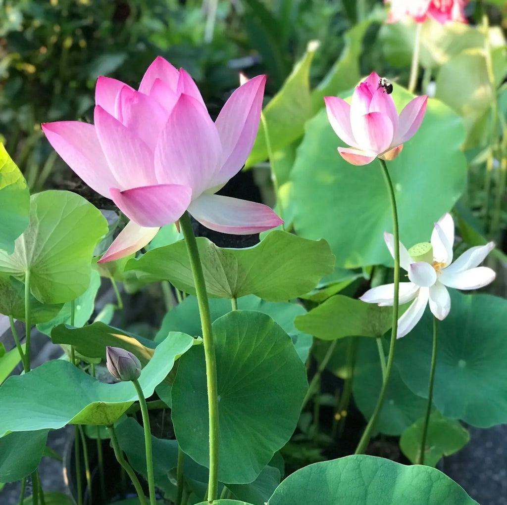 Mixed Color Bonsai Bowl Lotus Seeds - Exotic Water Lily Flower Plant Seeds for Ornamental Pond and Home Planting