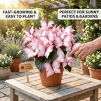 Easy-to-Grow Seeds — Butterfly Blooms for a Living Garden
