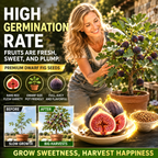 High-Yield Dwarf Fig Tree – Fast-Growing, Sweet & Crisp Fruit, Perfect for Pots, Balconies & Farms