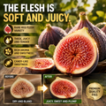 High-Yield Dwarf Fig Tree – Fast-Growing, Sweet & Crisp Fruit, Perfect for Pots, Balconies & Farms