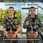 High-Yield Dwarf Fig Tree – Fast-Growing, Sweet & Crisp Fruit, Perfect for Pots, Balconies & Farms