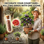 High-Yield Dwarf Fig Tree – Fast-Growing, Sweet & Crisp Fruit, Perfect for Pots, Balconies & Farms