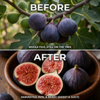 High-Yield Dwarf Fig Tree – Fast-Growing, Sweet & Crisp Fruit, Perfect for Pots, Balconies & Farms