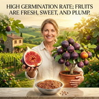 High-Yield Dwarf Fig Tree – Fast-Growing, Sweet & Crisp Fruit, Perfect for Pots, Balconies & Farms