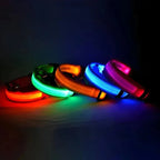 LED Dog Collar Nylon