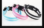 LED Dog Collar Nylon
