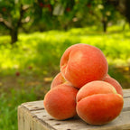 Premium Sweet Juicy Peach Tree Growing Kit