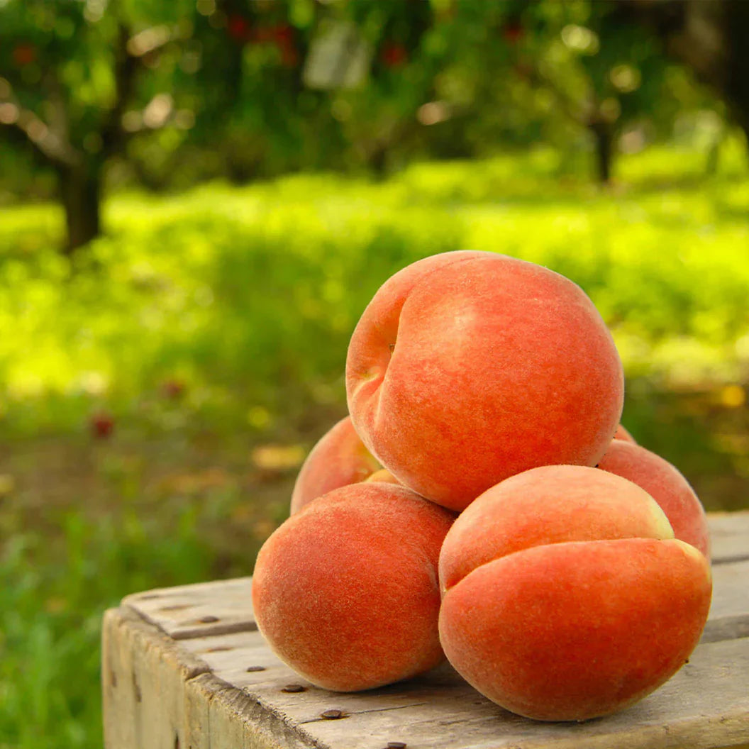 Premium Sweet Juicy Peach Tree Growing Kit