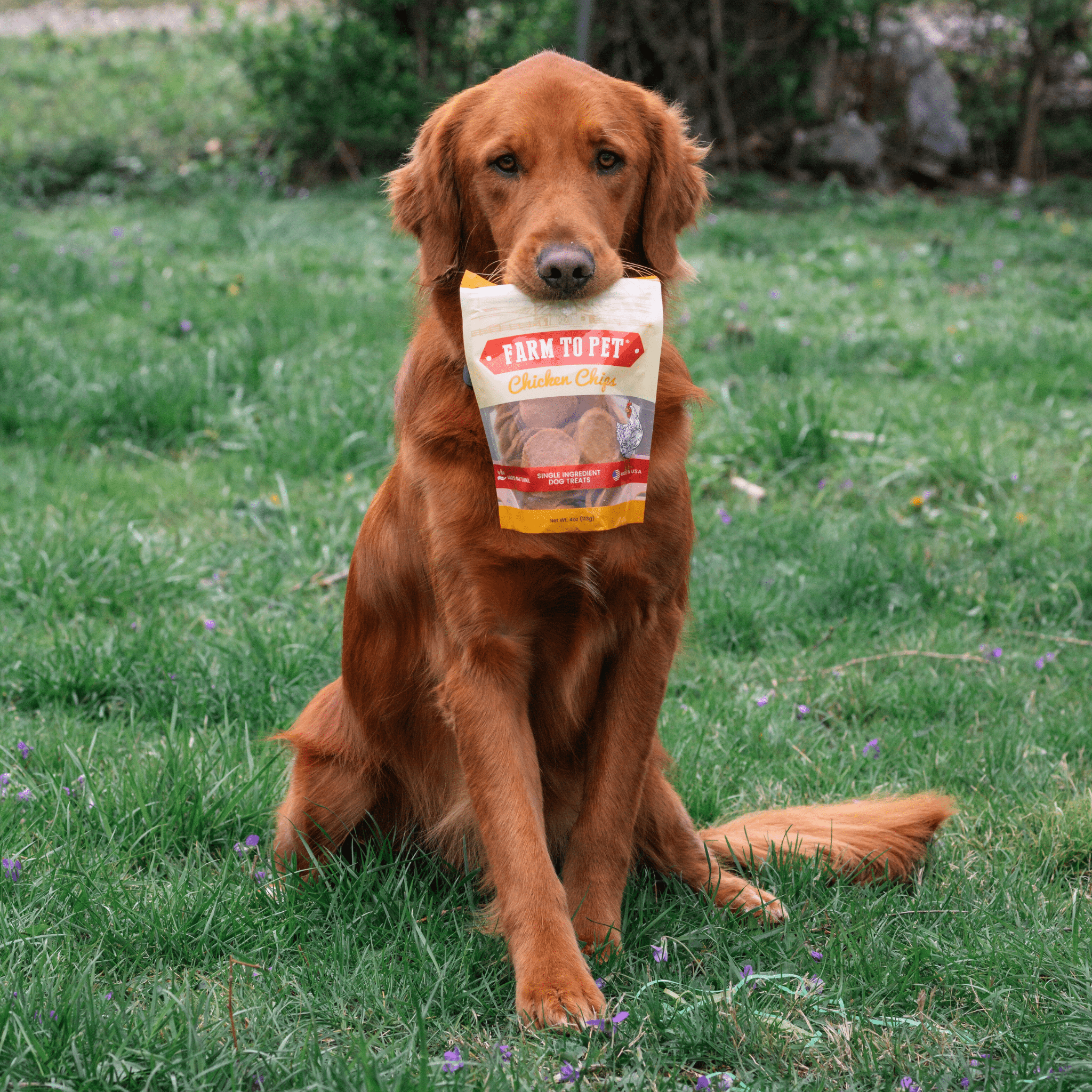 Chicken Chips for Dogs - All-Natural Single-Ingredient Treats