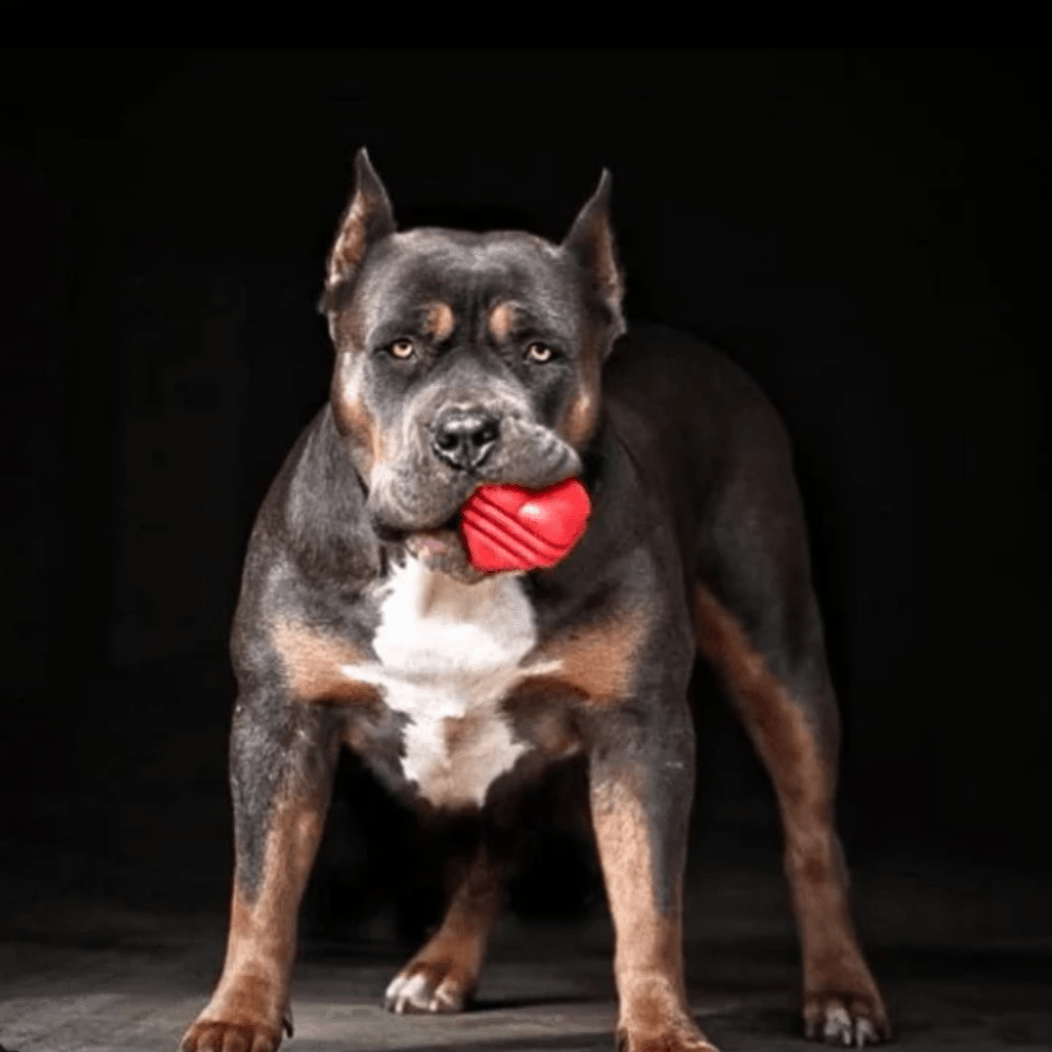 Chew Toys