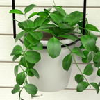 Creative Hanging Planters for Gardens