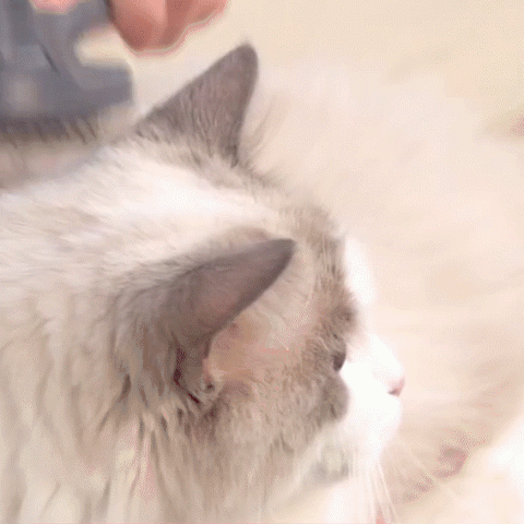 Pet Hair Magic Comb