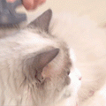 Pet Hair Magic Comb