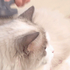 Pet Hair Magic Comb