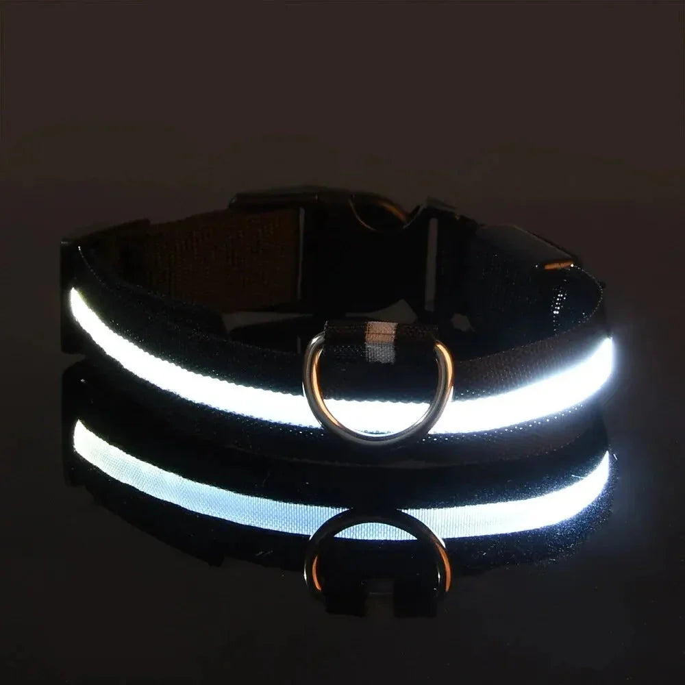LED Dog Collar Nylon