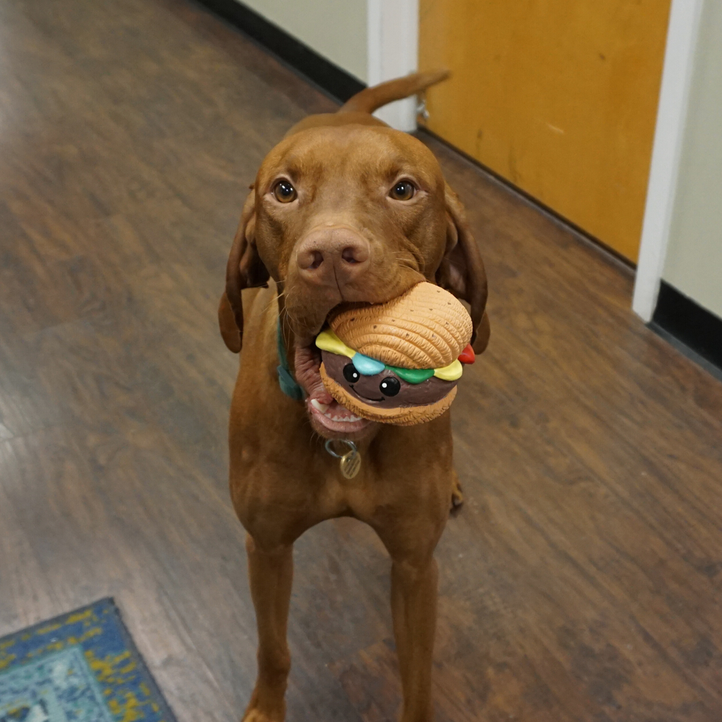Big Buns Foodies Hamburger Ruff-Tex® Latex Ball Dog Toy