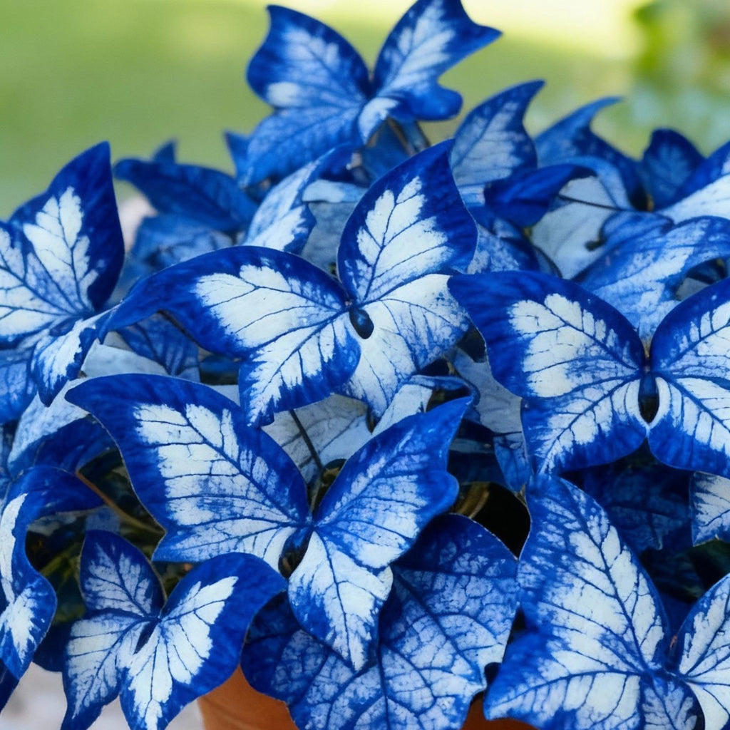 Easy-to-Grow Seeds — Butterfly Blooms for a Living Garden