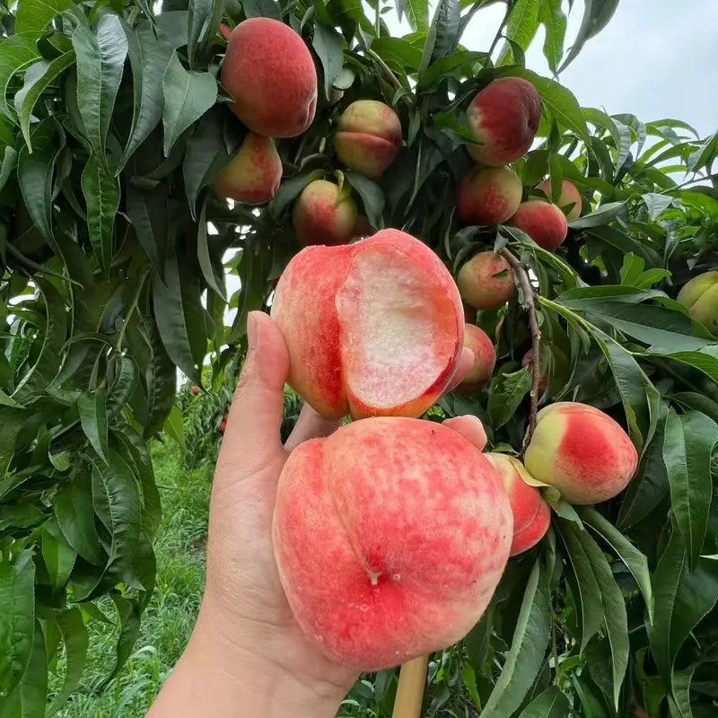 Premium Sweet Juicy Peach Tree Growing Kit