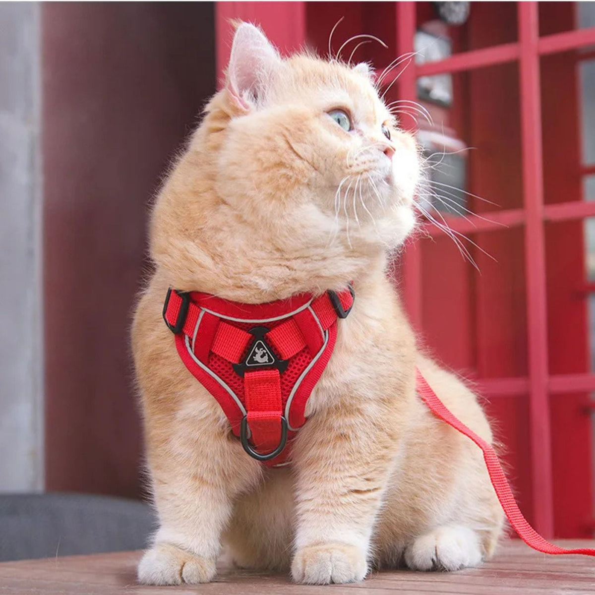 secure escape-proof cat vest | CATWALKS
