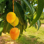 10PCS Extra-Sweet Superior Pink Mango for Plant